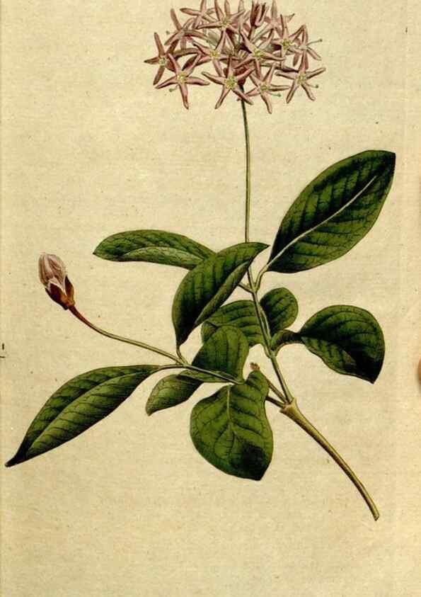 Reproducción/Reproduction 8560582068: The Botanical magazine, or, Flower-garden displayed ... /. [S.l. :s.n.],1790-1800 ;