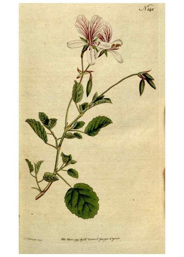 Reproducción/Reproduction 8560582668: The Botanical magazine, or, Flower-garden displayed ... /. [S.l. :s.n.],1790-1800 ;
