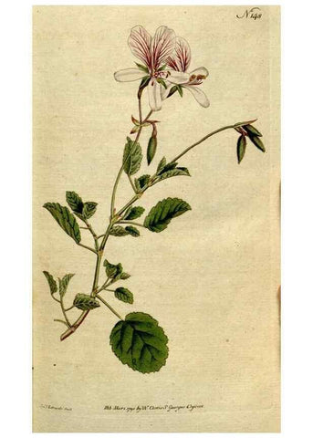 Reproducción/Reproduction 8560582668: The Botanical magazine, or, Flower-garden displayed ... /. [S.l. :s.n.],1790-1800 ;