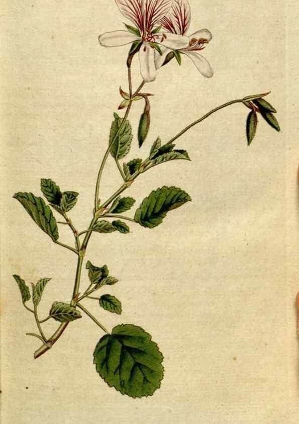 Reproducción/Reproduction 8560582668: The Botanical magazine, or, Flower-garden displayed ... /. [S.l. :s.n.],1790-1800 ;