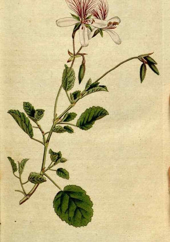 Reproducción/Reproduction 8560582668: The Botanical magazine, or, Flower-garden displayed ... /. [S.l. :s.n.],1790-1800 ;
