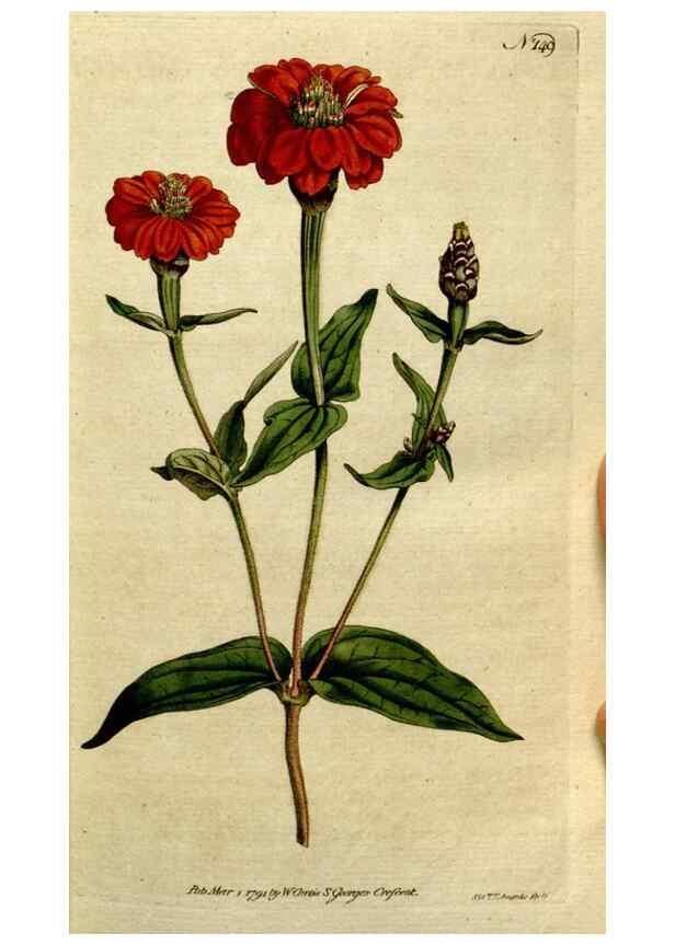 Reproducción/Reproduction 8559475939: The Botanical magazine, or, Flower-garden displayed ... /. [S.l. :s.n.],1790-1800 ;