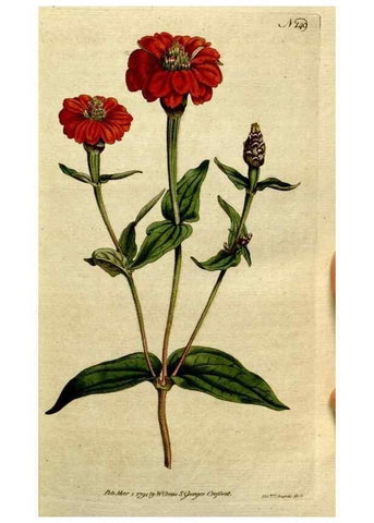 Reproducción/Reproduction 8559475939: The Botanical magazine, or, Flower-garden displayed ... /. [S.l. :s.n.],1790-1800 ;