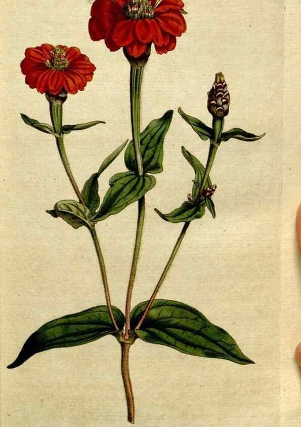 Reproducción/Reproduction 8559475939: The Botanical magazine, or, Flower-garden displayed ... /. [S.l. :s.n.],1790-1800 ;