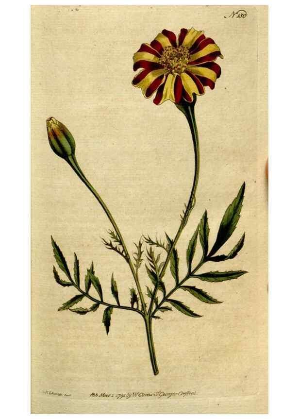 Reproducción/Reproduction 8559476527: The Botanical magazine, or, Flower-garden displayed ... /. [S.l. :s.n.],1790-1800 ;