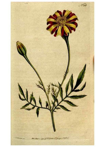 Reproducción/Reproduction 8559476527: The Botanical magazine, or, Flower-garden displayed ... /. [S.l. :s.n.],1790-1800 ;