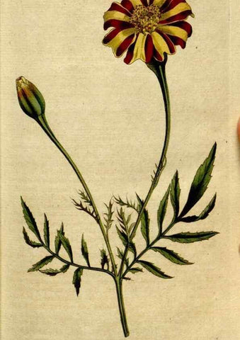 Reproducción/Reproduction 8559476527: The Botanical magazine, or, Flower-garden displayed ... /. [S.l. :s.n.],1790-1800 ;