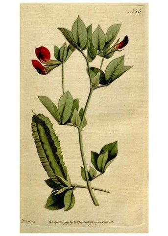 Reproducción/Reproduction 8559477127: The Botanical magazine, or, Flower-garden displayed ... /. [S.l. :s.n.],1790-1800 ;