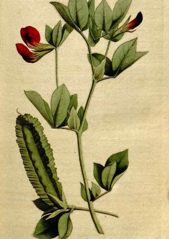Reproducción/Reproduction 8559477127: The Botanical magazine, or, Flower-garden displayed ... /. [S.l. :s.n.],1790-1800 ;