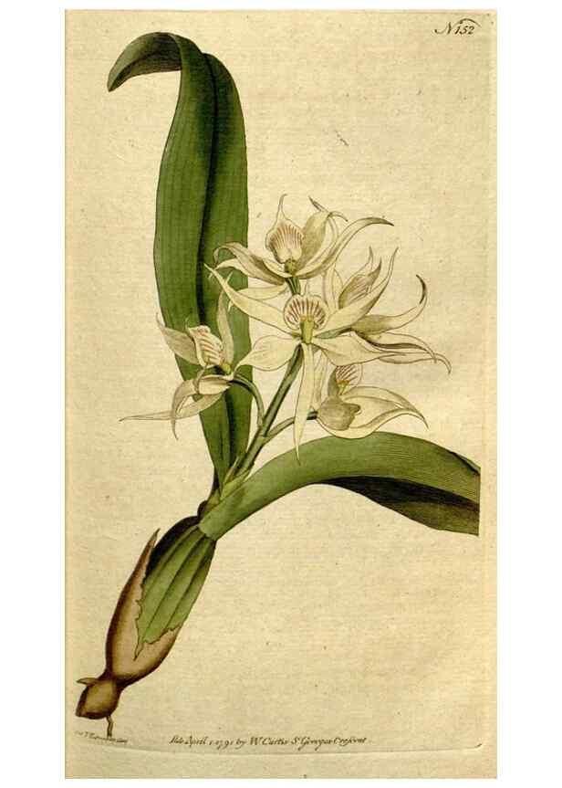 Reproducción/Reproduction 8559477841: The Botanical magazine, or, Flower-garden displayed ... /. [S.l. :s.n.],1790-1800 ;