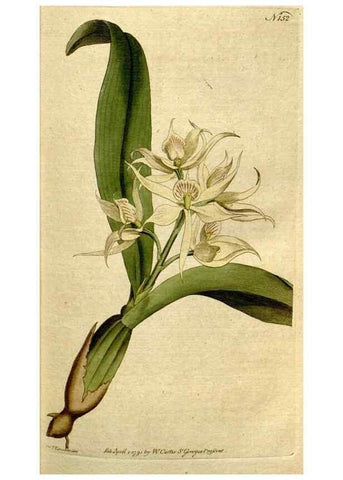 Reproducción/Reproduction 8559477841: The Botanical magazine, or, Flower-garden displayed ... /. [S.l. :s.n.],1790-1800 ;