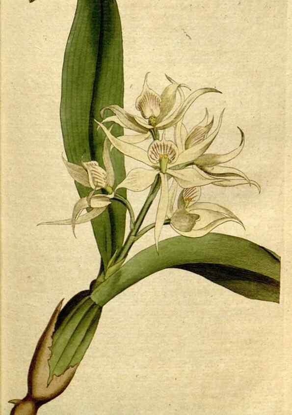 Reproducción/Reproduction 8559477841: The Botanical magazine, or, Flower-garden displayed ... /. [S.l. :s.n.],1790-1800 ;