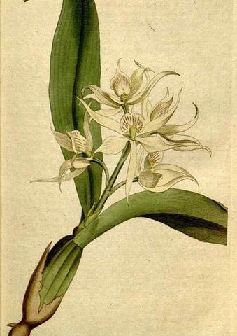 Reproducción/Reproduction 8559477841: The Botanical magazine, or, Flower-garden displayed ... /. [S.l. :s.n.],1790-1800 ;