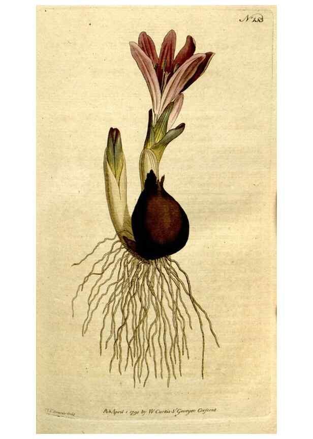 Reproducción/Reproduction 8559478467: The Botanical magazine, or, Flower-garden displayed ... /. [S.l. :s.n.],1790-1800 ;
