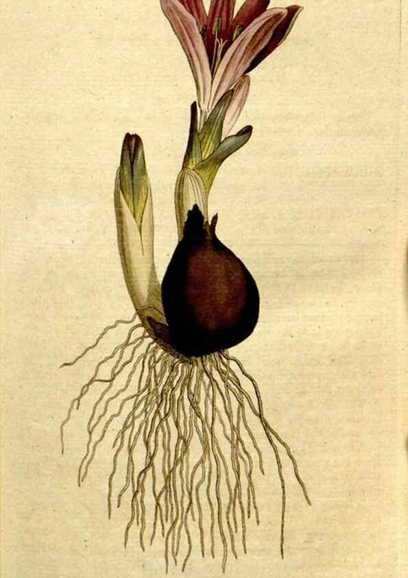 Reproducción/Reproduction 8559478467: The Botanical magazine, or, Flower-garden displayed ... /. [S.l. :s.n.],1790-1800 ;