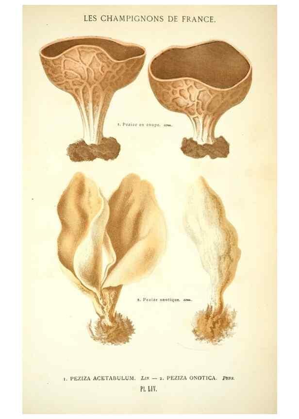 Reproducción/Reproduction 8559825784: Les champignons de la France :. Paris :J. Rothschild,1870.