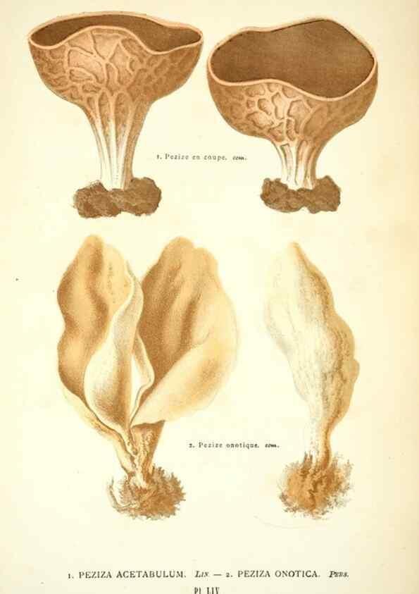 Reproducción/Reproduction 8559825784: Les champignons de la France :. Paris :J. Rothschild,1870.