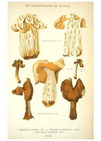 Reproducción/Reproduction 8559825450: Les champignons de la France :. Paris :J. Rothschild,1870.