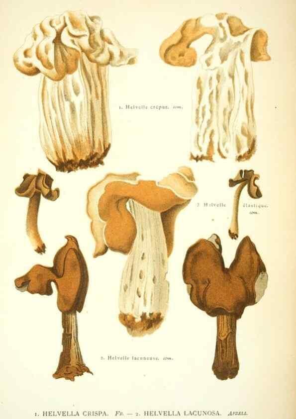 Reproducción/Reproduction 8559825450: Les champignons de la France :. Paris :J. Rothschild,1870.
