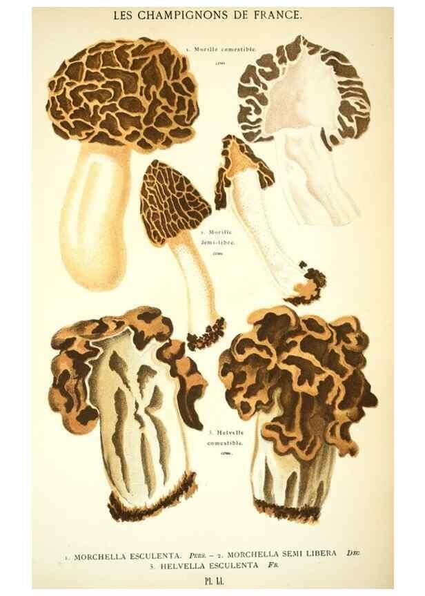 Reproducción/Reproduction 8558717577: Les champignons de la France :. Paris :J. Rothschild,1870.