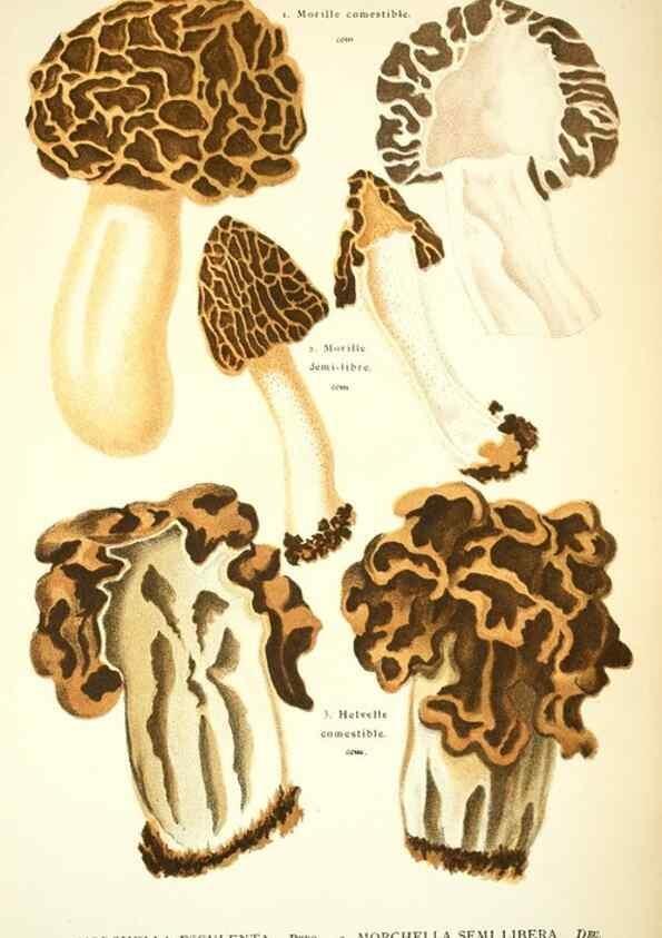 Reproducción/Reproduction 8558717577: Les champignons de la France :. Paris :J. Rothschild,1870.
