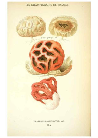 Reproducción/Reproduction 8558717363: Les champignons de la France :. Paris :J. Rothschild,1870.