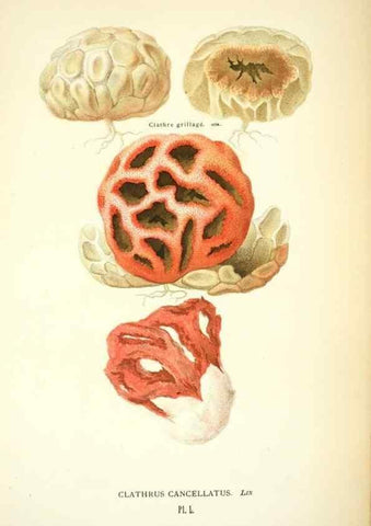Reproducción/Reproduction 8558717363: Les champignons de la France :. Paris :J. Rothschild,1870.