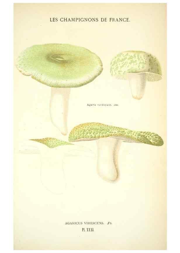 Reproducción/Reproduction 8559820386: Les champignons de la France :. Paris :J. Rothschild,1870.