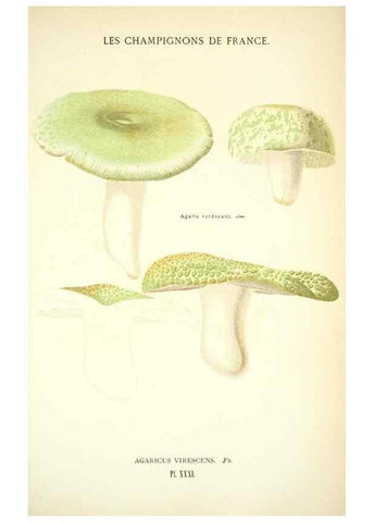 Reproducción/Reproduction 8559820386: Les champignons de la France :. Paris :J. Rothschild,1870.