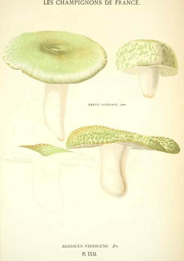 Reproducción/Reproduction 8559820386: Les champignons de la France :. Paris :J. Rothschild,1870.