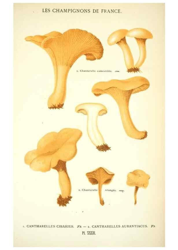 Reproducción/Reproduction 8558712959: Les champignons de la France :. Paris :J. Rothschild,1870.