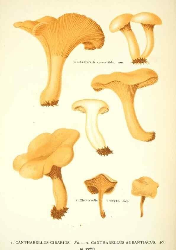 Reproducción/Reproduction 8558712959: Les champignons de la France :. Paris :J. Rothschild,1870.