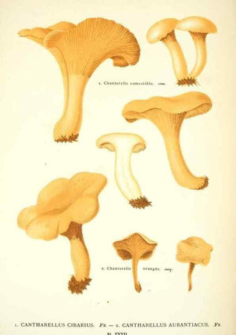 Reproducción/Reproduction 8558712959: Les champignons de la France :. Paris :J. Rothschild,1870.