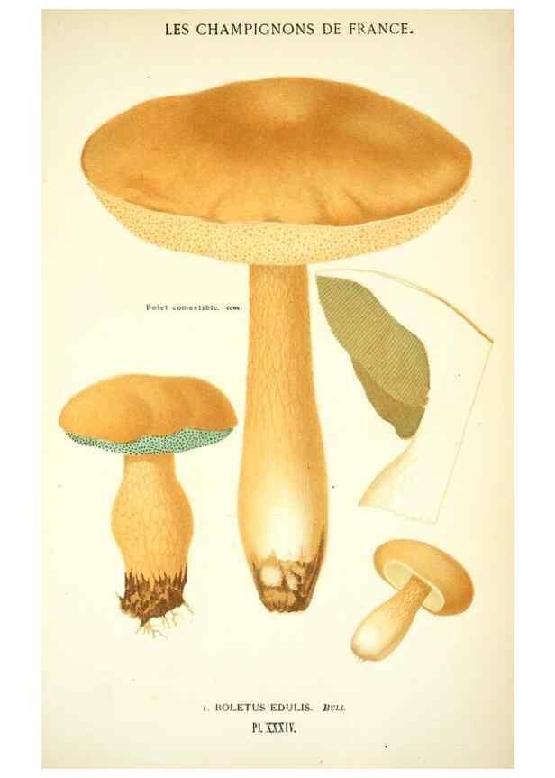 Reproducción/Reproduction 8559820908: Les champignons de la France :. Paris :J. Rothschild,1870.