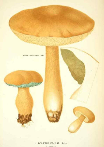Reproducción/Reproduction 8559820908: Les champignons de la France :. Paris :J. Rothschild,1870.