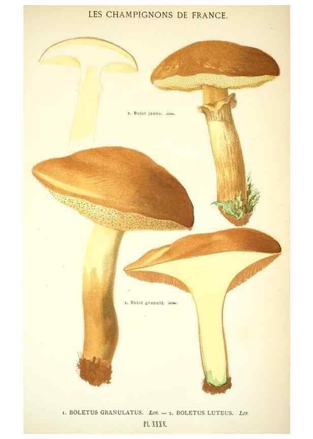 Reproducción/Reproduction 8559821142: Les champignons de la France :. Paris :J. Rothschild,1870.
