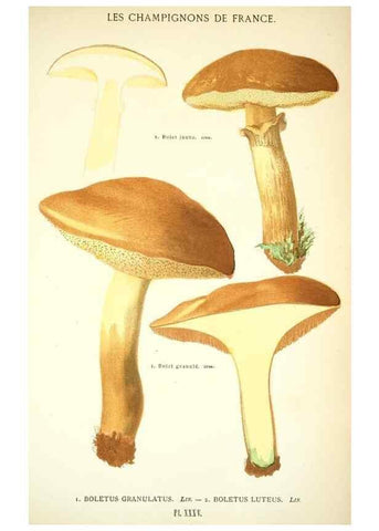 Reproducción/Reproduction 8559821142: Les champignons de la France :. Paris :J. Rothschild,1870.