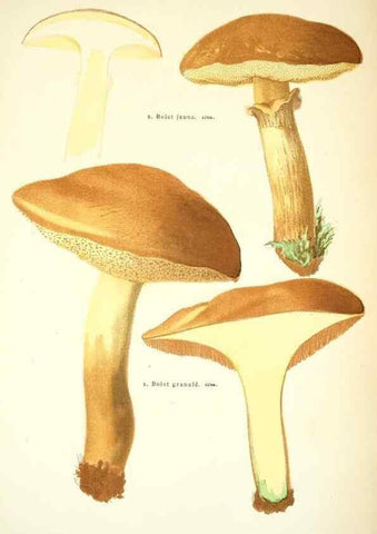Reproducción/Reproduction 8559821142: Les champignons de la France :. Paris :J. Rothschild,1870.