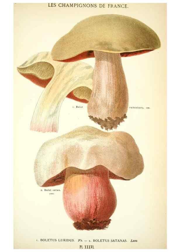 Reproducción/Reproduction 8558713781: Les champignons de la France :. Paris :J. Rothschild,1870.