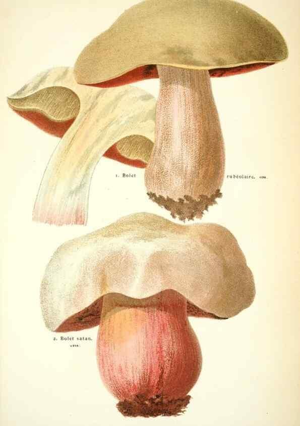 Reproducción/Reproduction 8558713781: Les champignons de la France :. Paris :J. Rothschild,1870.