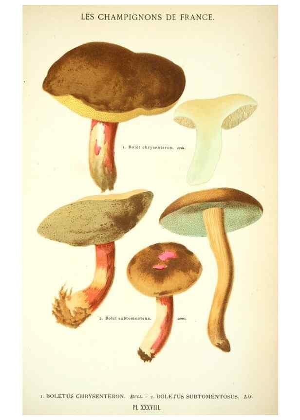 Reproducción/Reproduction 8559821802: Les champignons de la France :. Paris :J. Rothschild,1870.