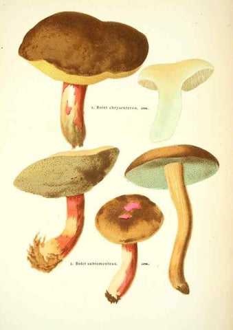 Reproducción/Reproduction 8559821802: Les champignons de la France :. Paris :J. Rothschild,1870.