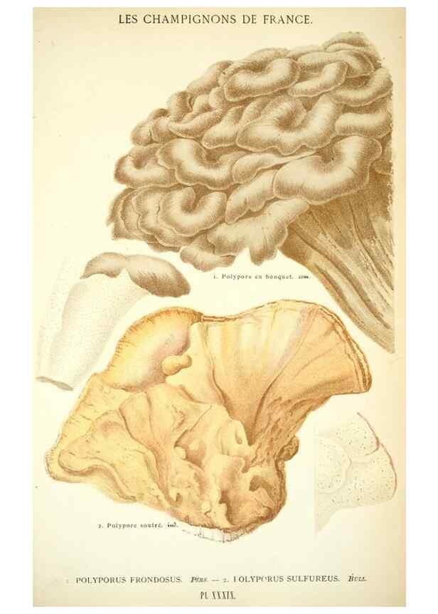 Reproducción/Reproduction 8558714377: Les champignons de la France :. Paris :J. Rothschild,1870.
