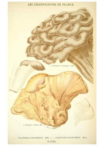 Reproducción/Reproduction 8558714377: Les champignons de la France :. Paris :J. Rothschild,1870.