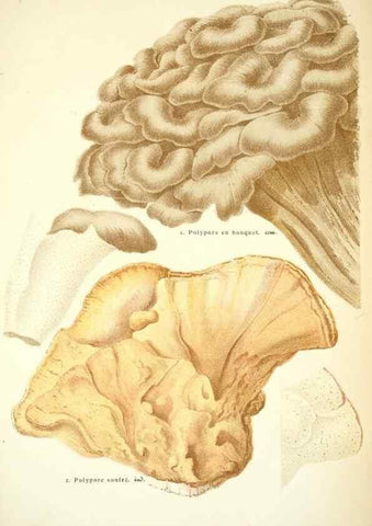 Reproducción/Reproduction 8558714377: Les champignons de la France :. Paris :J. Rothschild,1870.