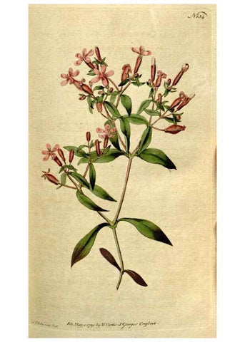 Reproducción/Reproduction 8559479025: The Botanical magazine, or, Flower-garden displayed ... /. [S.l. :s.n.],1790-1800 ;