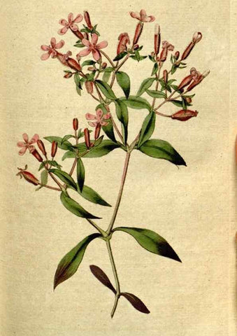 Reproducción/Reproduction 8559479025: The Botanical magazine, or, Flower-garden displayed ... /. [S.l. :s.n.],1790-1800 ;