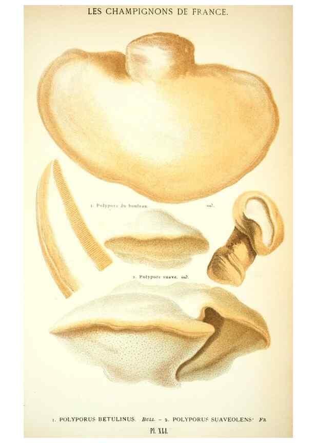 Reproducción/Reproduction 8558714665: Les champignons de la France :. Paris :J. Rothschild,1870.