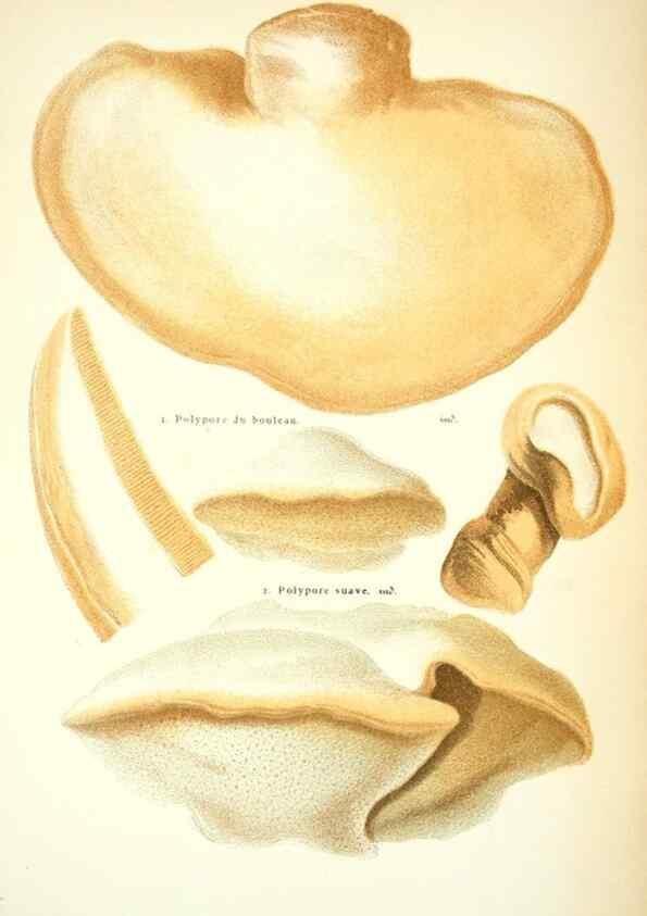 Reproducción/Reproduction 8558714665: Les champignons de la France :. Paris :J. Rothschild,1870.