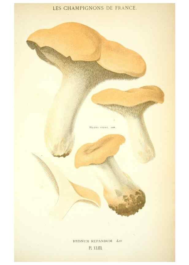 Reproducción/Reproduction 8558715203: Les champignons de la France :. Paris :J. Rothschild,1870.